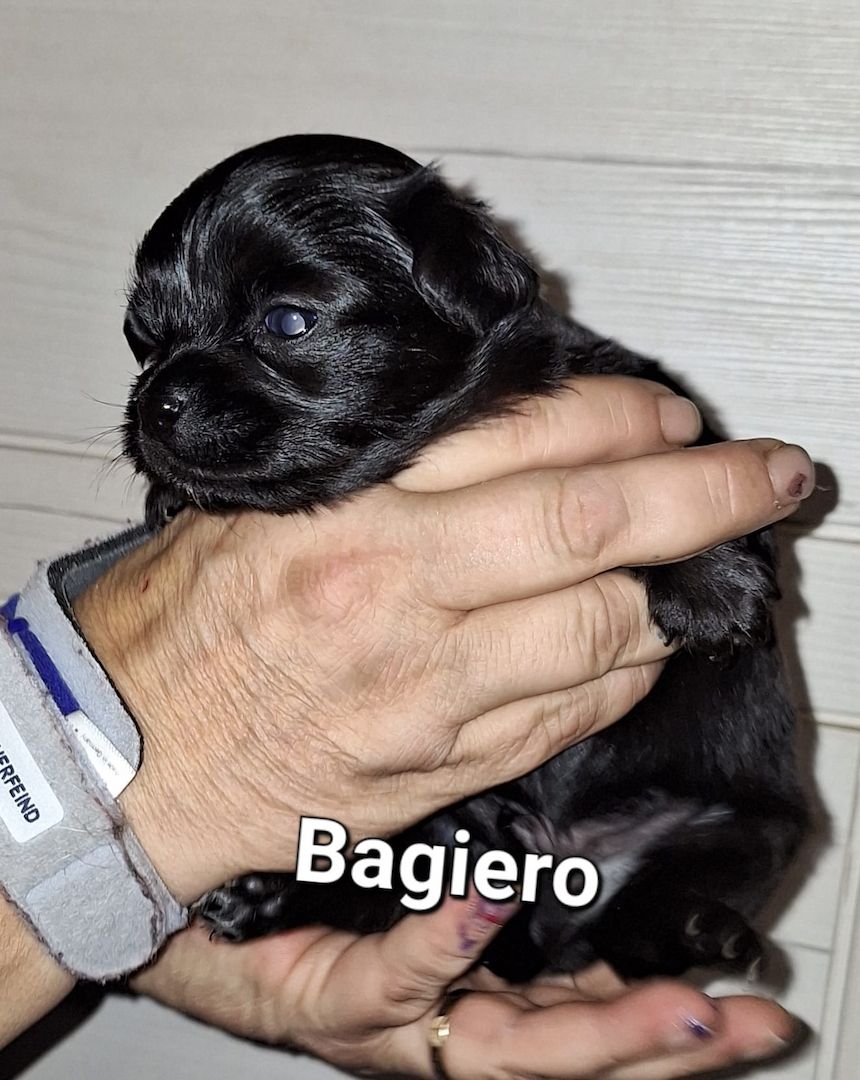 Chihuahua Langhaar Yorgie /Langhaar Chihuahua 2 Würfe