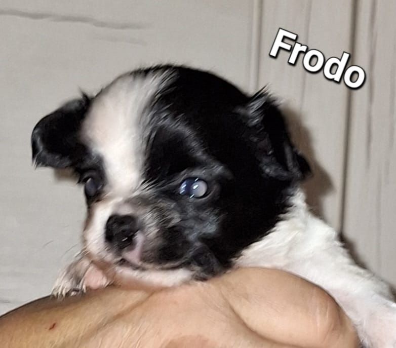 Chihuahua Langhaar Yorgie /Langhaar Chihuahua 2 Würfe