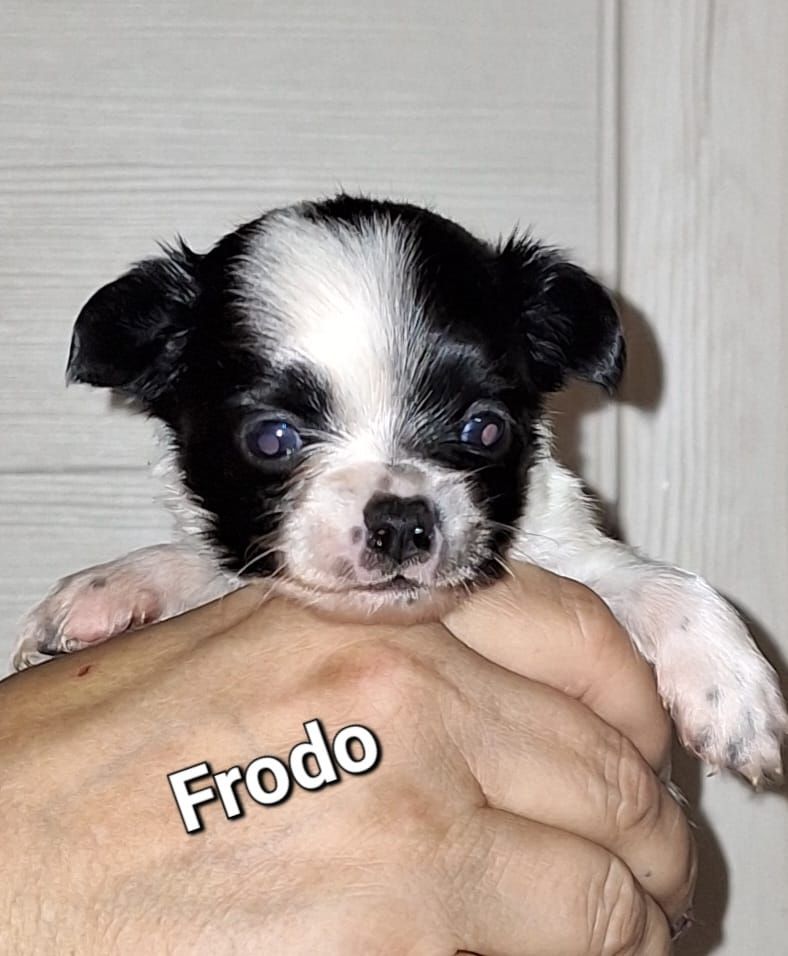 Chihuahua Langhaar Yorgie /Langhaar Chihuahua 2 Würfe