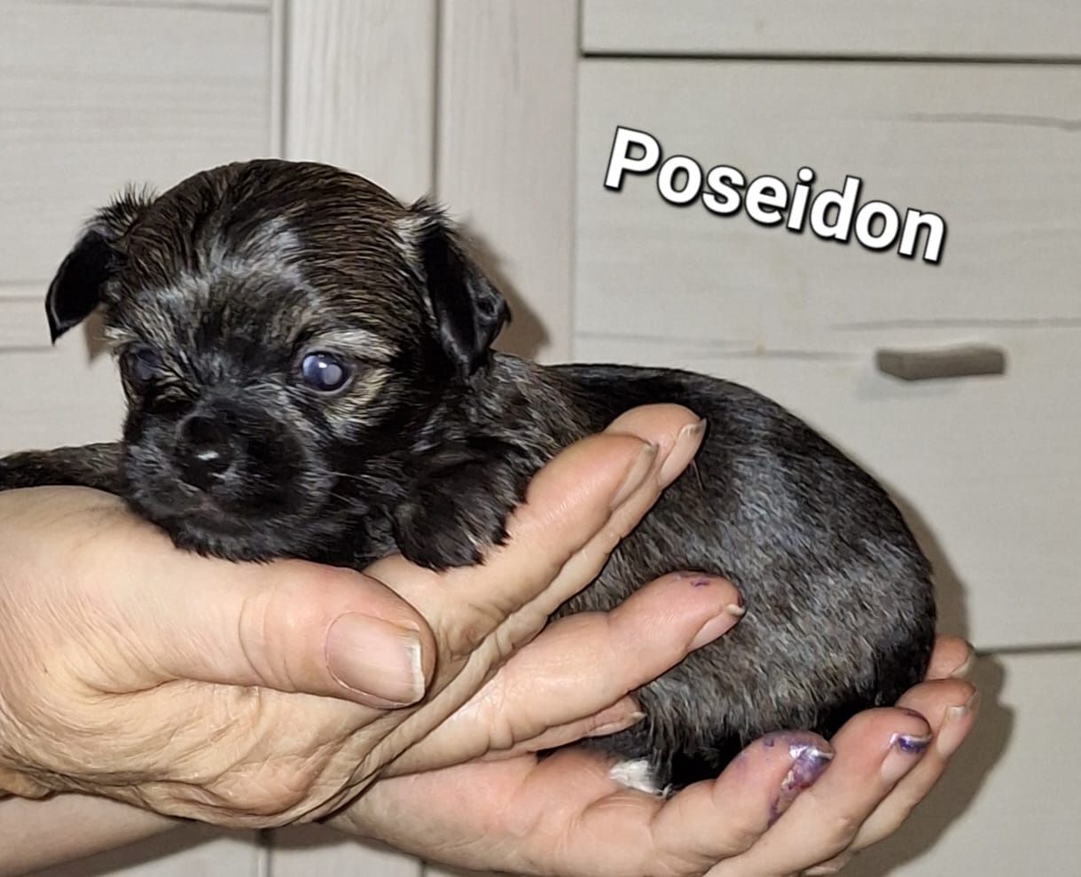 Chihuahua Langhaar Yorgie /Langhaar Chihuahua 2 Würfe