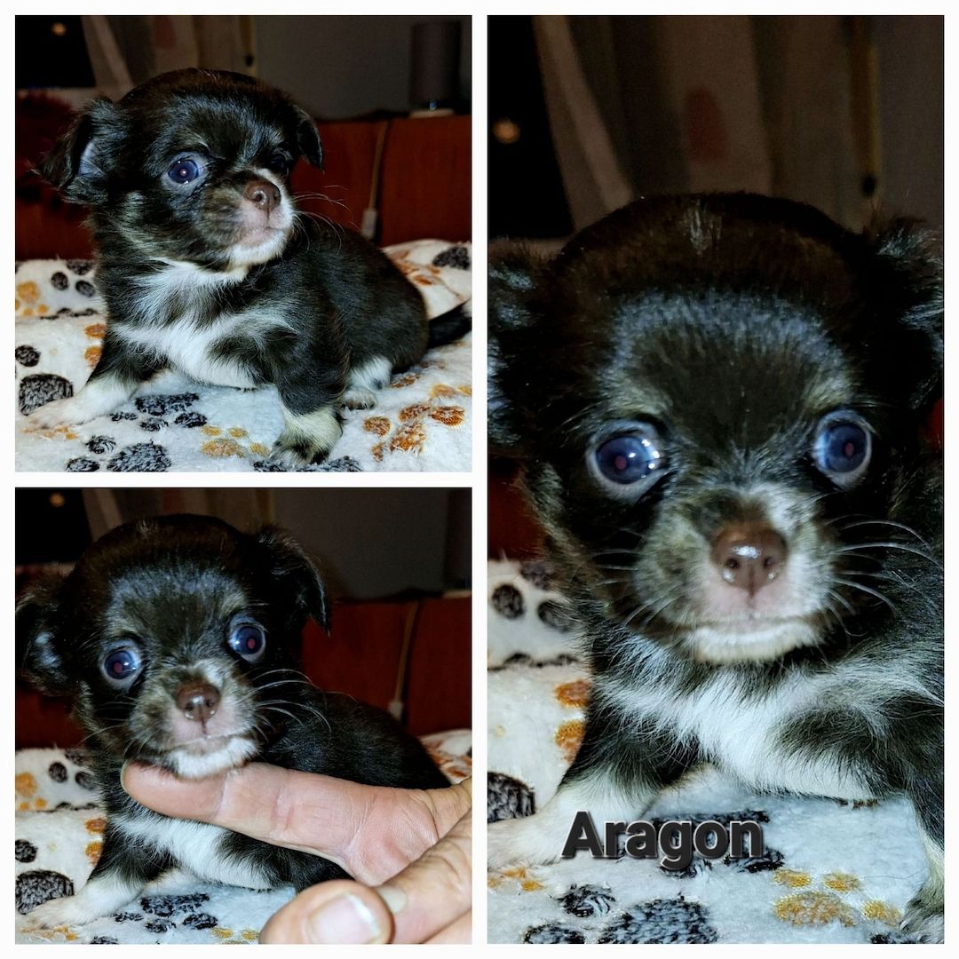 Chihuahua Langhaar Yorgie /Langhaar Chihuahua 2 Würfe