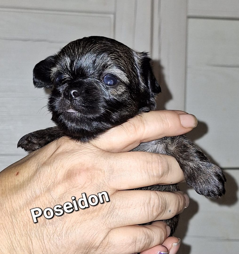 Chihuahua Langhaar Yorgie /Langhaar Chihuahua 2 Würfe