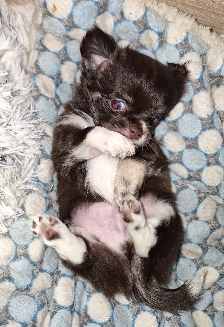 Chihuahua Langhaar Yorgie /Langhaar Chihuahua 2 Würfe