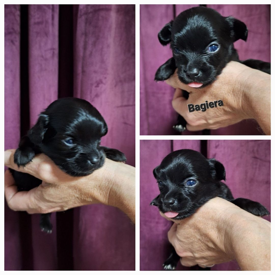 Chihuahua Langhaar Yorgie /Langhaar Chihuahua 2 Würfe