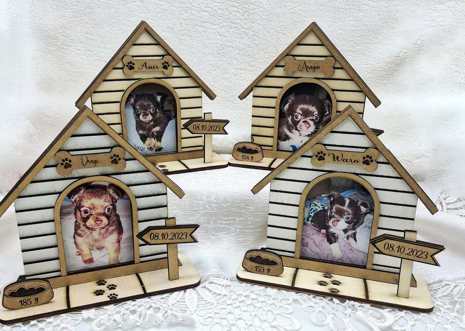 Chihuahua Langhaar Yorgie /Langhaar Chihuahua 2 Würfe