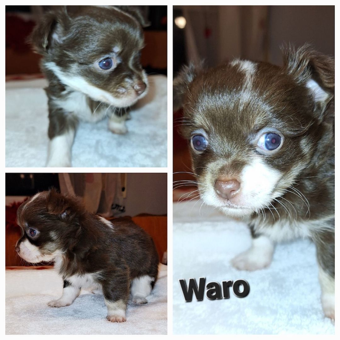 Chihuahua Langhaar Yorgie /Langhaar Chihuahua 2 Würfe