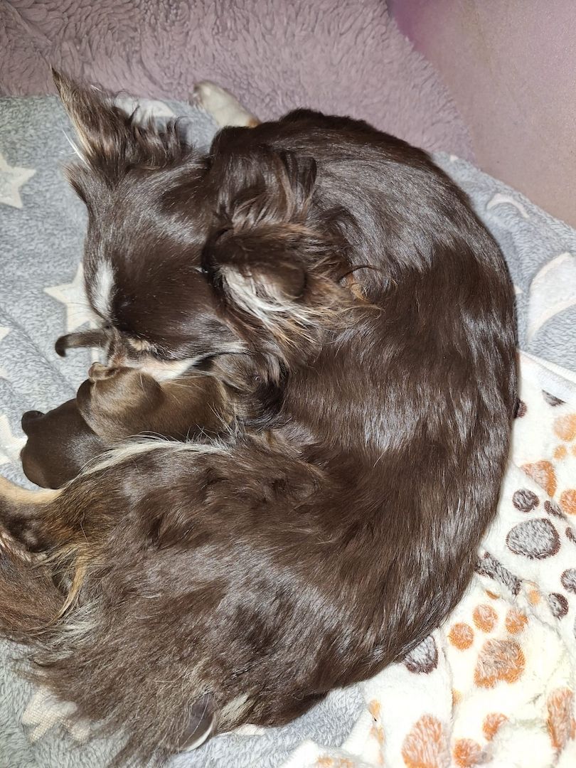 Chihuahua Langhaar Yorgie /Langhaar Chihuahua 2 Würfe