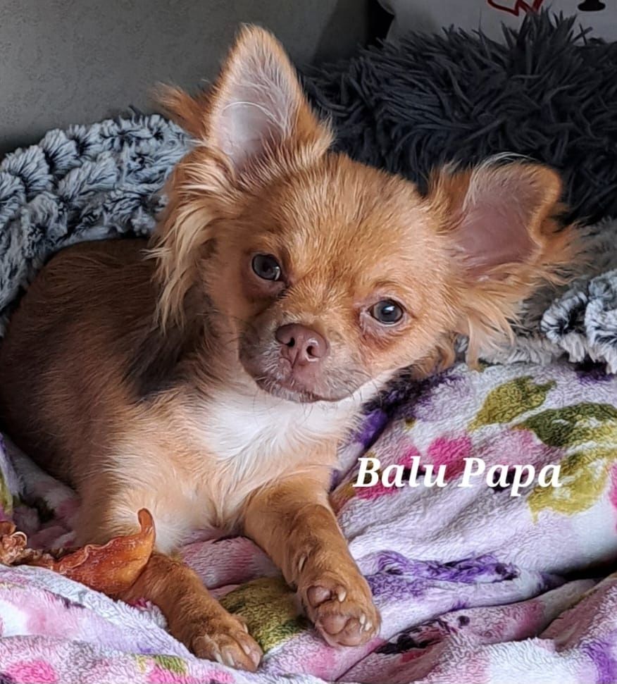 Chihuahua Langhaar Yorgie /Langhaar Chihuahua 2 Würfe