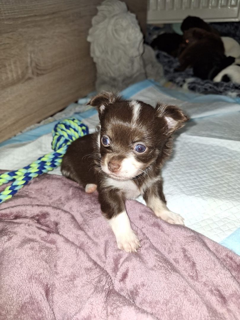 Chihuahua Langhaar Yorgie /Langhaar Chihuahua 2 Würfe