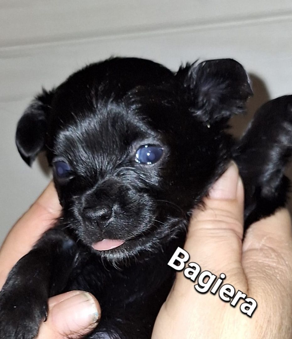 Chihuahua Langhaar Yorgie /Langhaar Chihuahua 2 Würfe