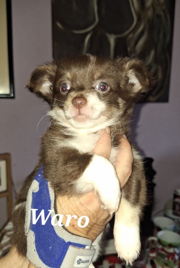 Chihuahua Langhaar Yorgie /Langhaar Chihuahua 2 Würfe