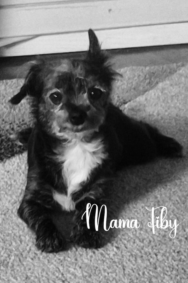 Chihuahua Langhaar Yorgie /Langhaar Chihuahua 2 Würfe