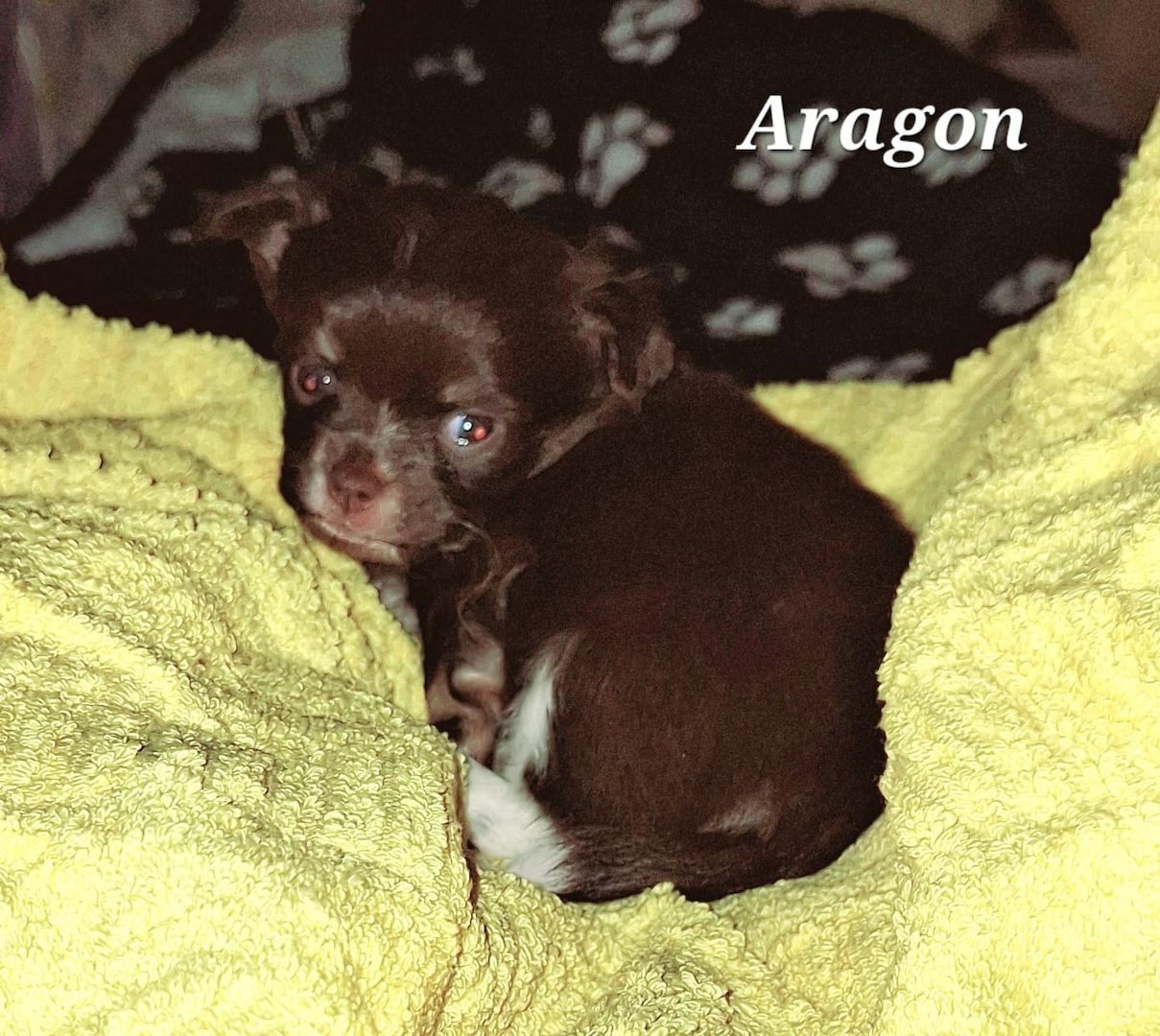 Chihuahua Langhaar Yorgie /Langhaar Chihuahua 2 Würfe