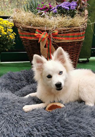 Pomsky