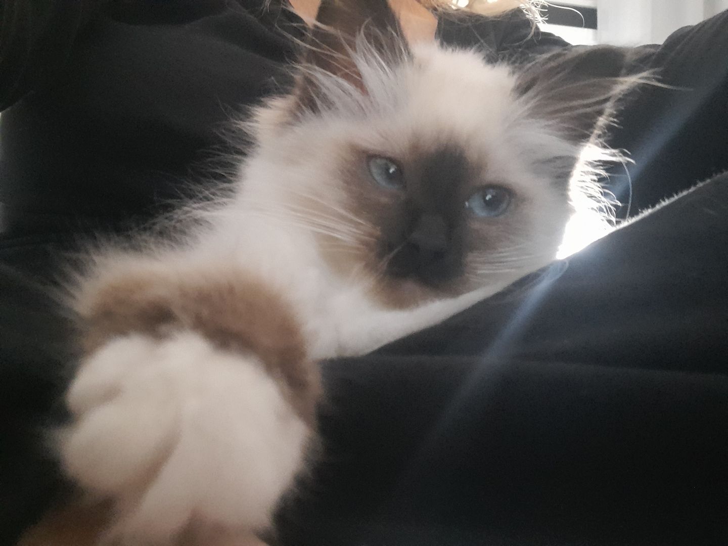 Heilige birma kitten