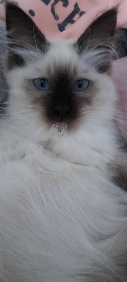 Heilige birma kitten