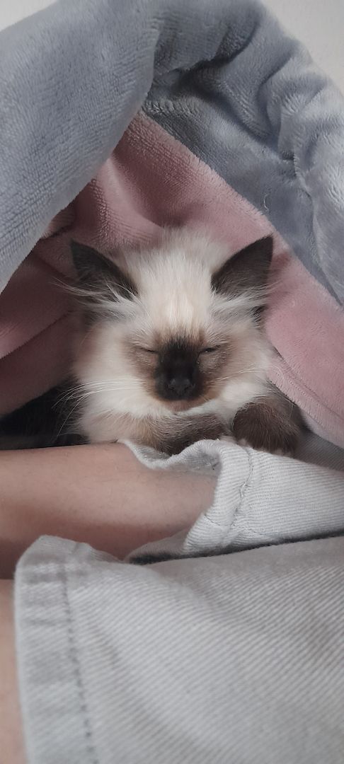 Heilige birma kitten