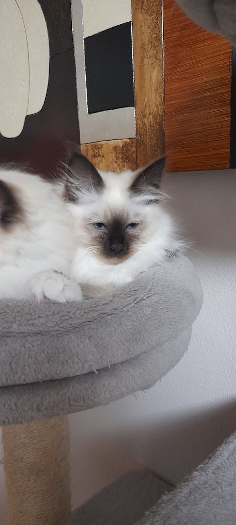 Heilige birma kitten