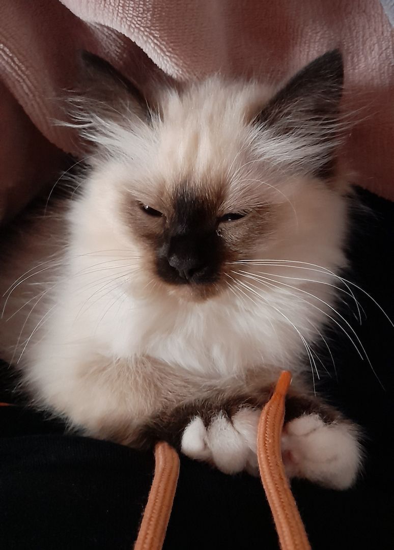 Heilige birma kitten