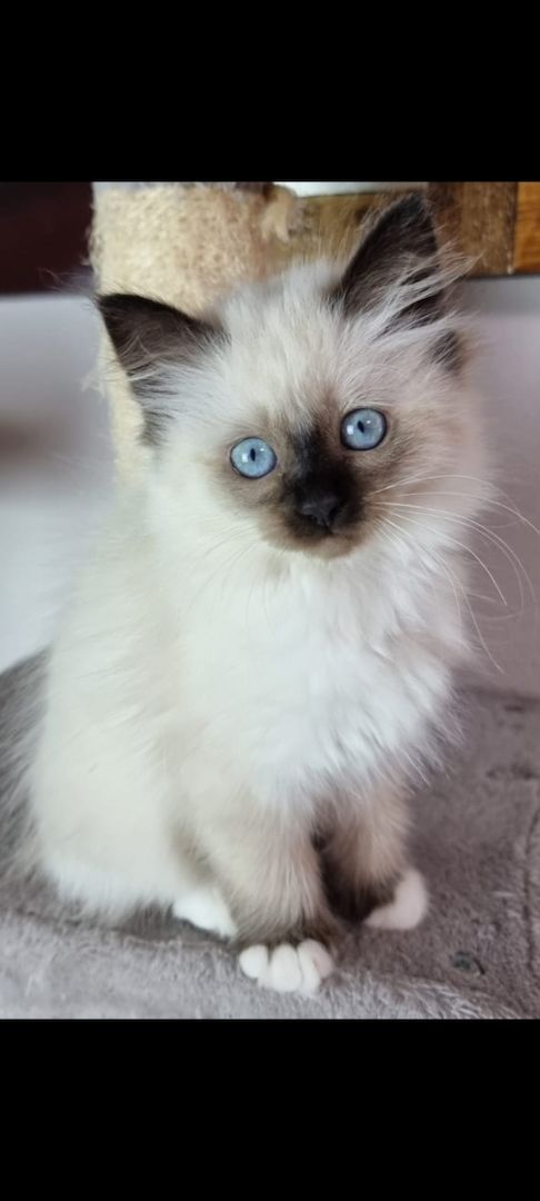 Heilige birma kitten