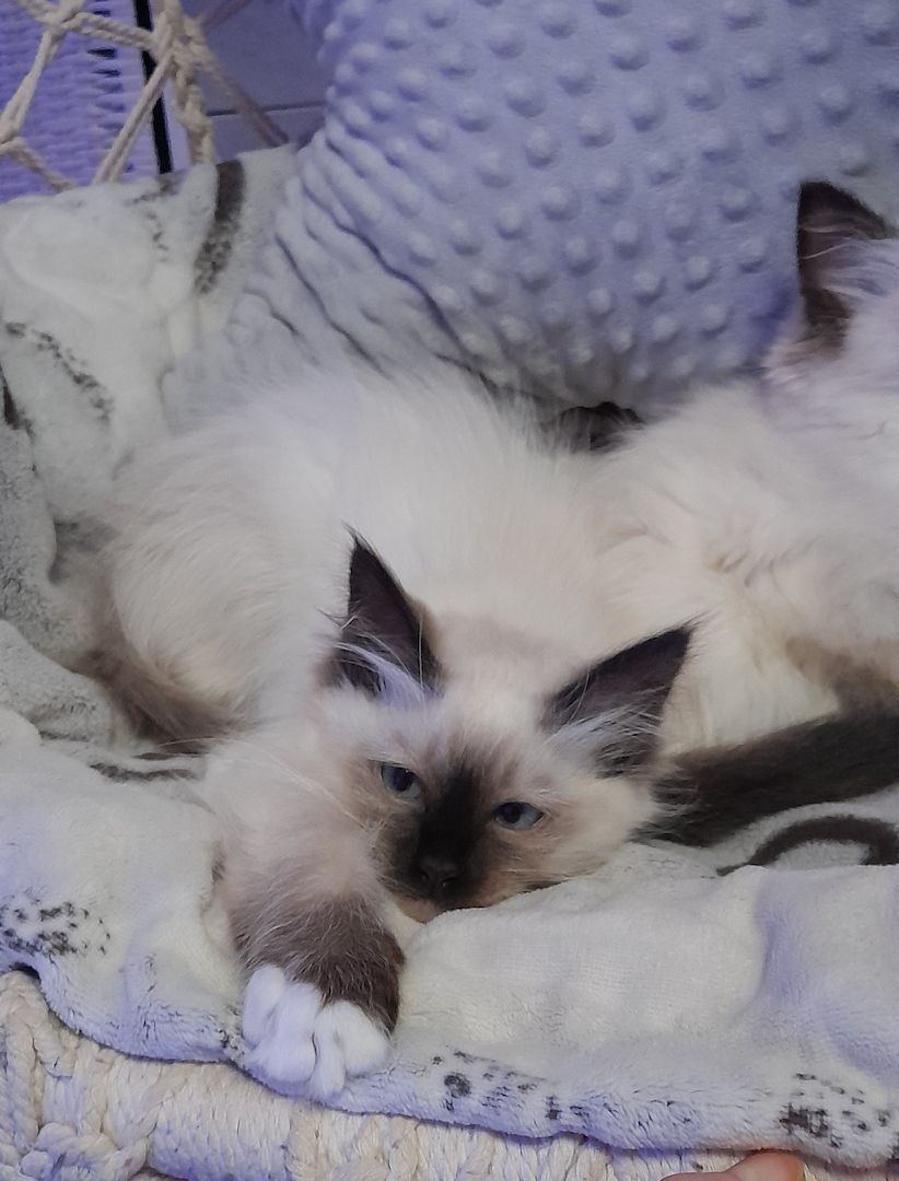 Heilige birma kitten