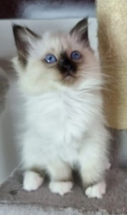 Heilige birma kitten