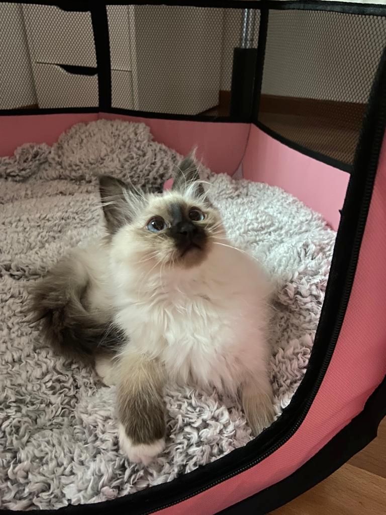 Heilige birma kitten