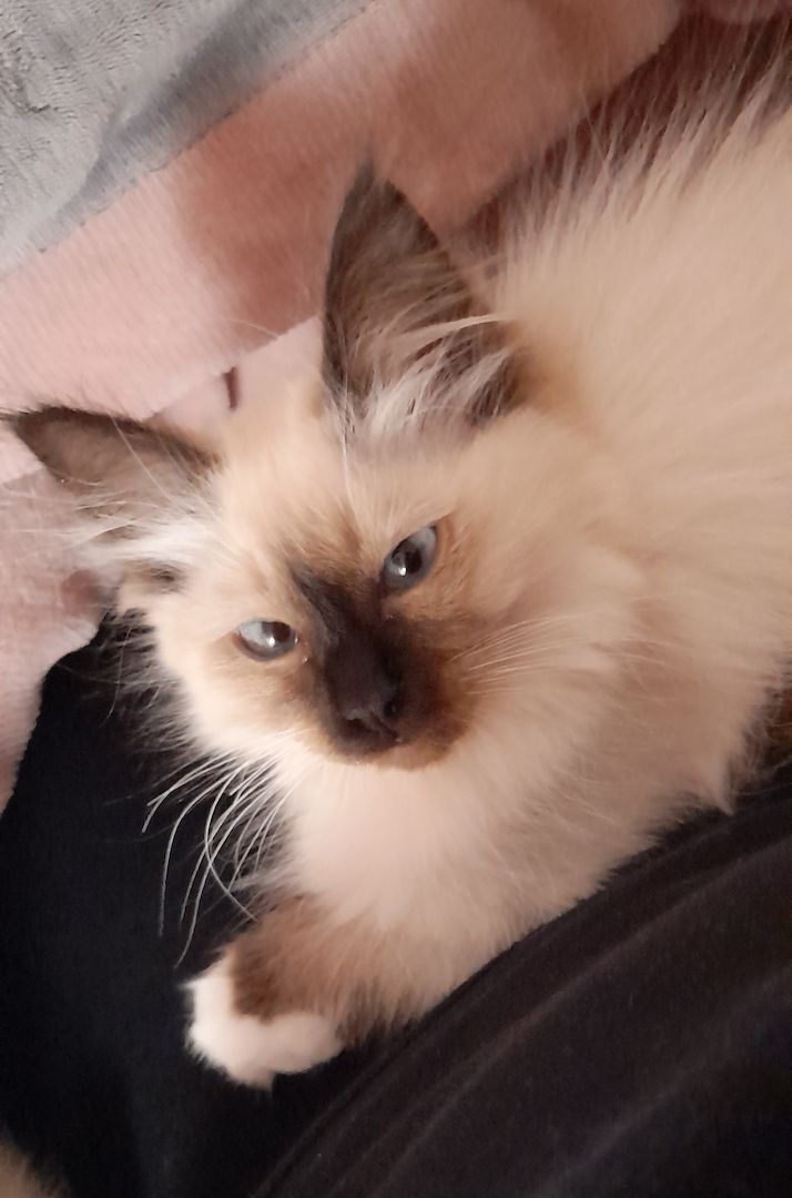 Heilige birma kitten