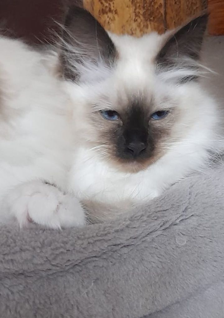 Heilige birma kitten
