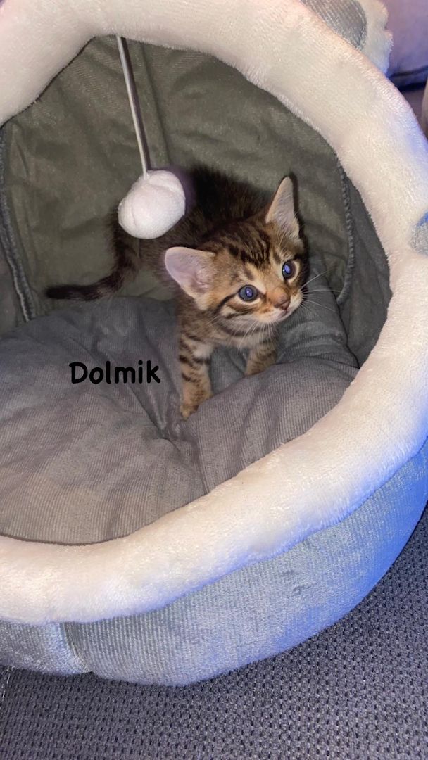 Mischlingskatzen Düsseldorf