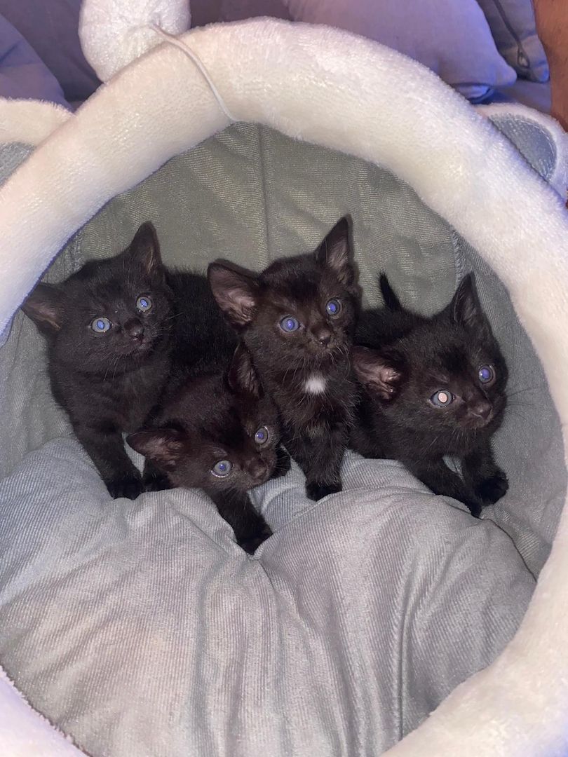 Mischlingskatzen Düsseldorf