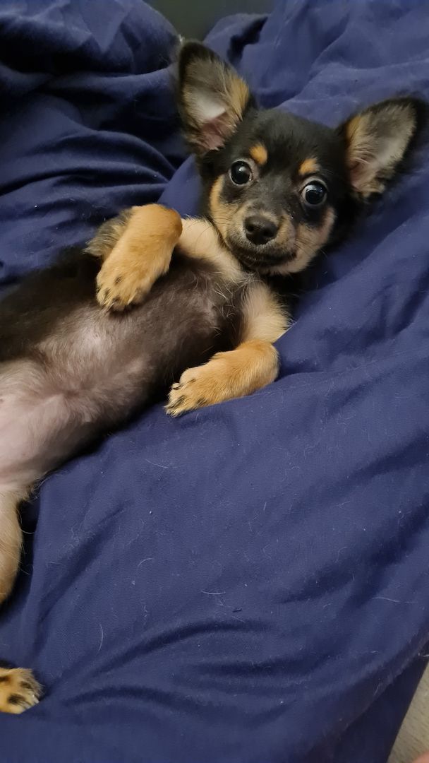Chihuahua Mix
