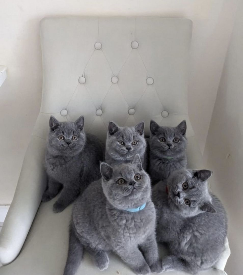 We have 5 Lovely kittens available.