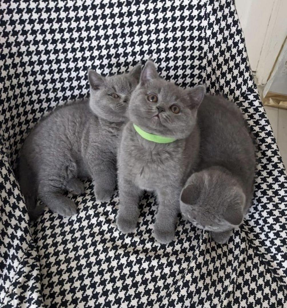 We have 5 Lovely kittens available.