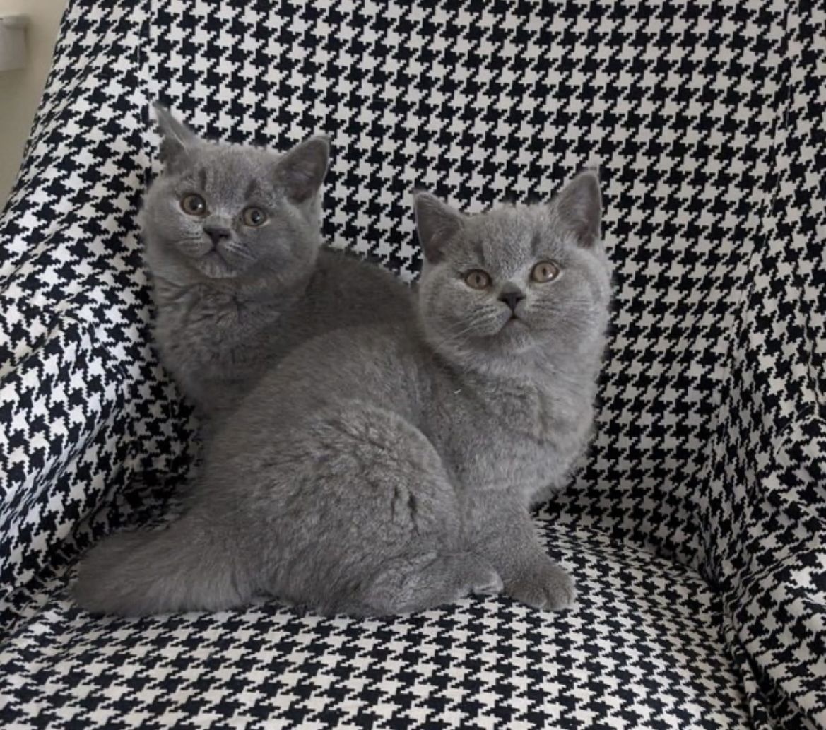 We have 5 Lovely kittens available.