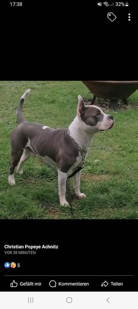 Mischlingsrüde Pacco 1,5 Jahre Mischlingsrüde Pacco 1,5 Jahre