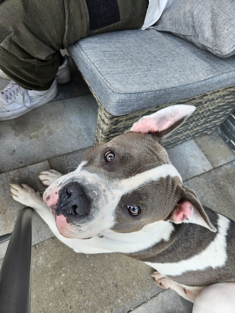 Mischlingsrüde Pacco 1,5 Jahre Mischlingsrüde Pacco 1,5 Jahre