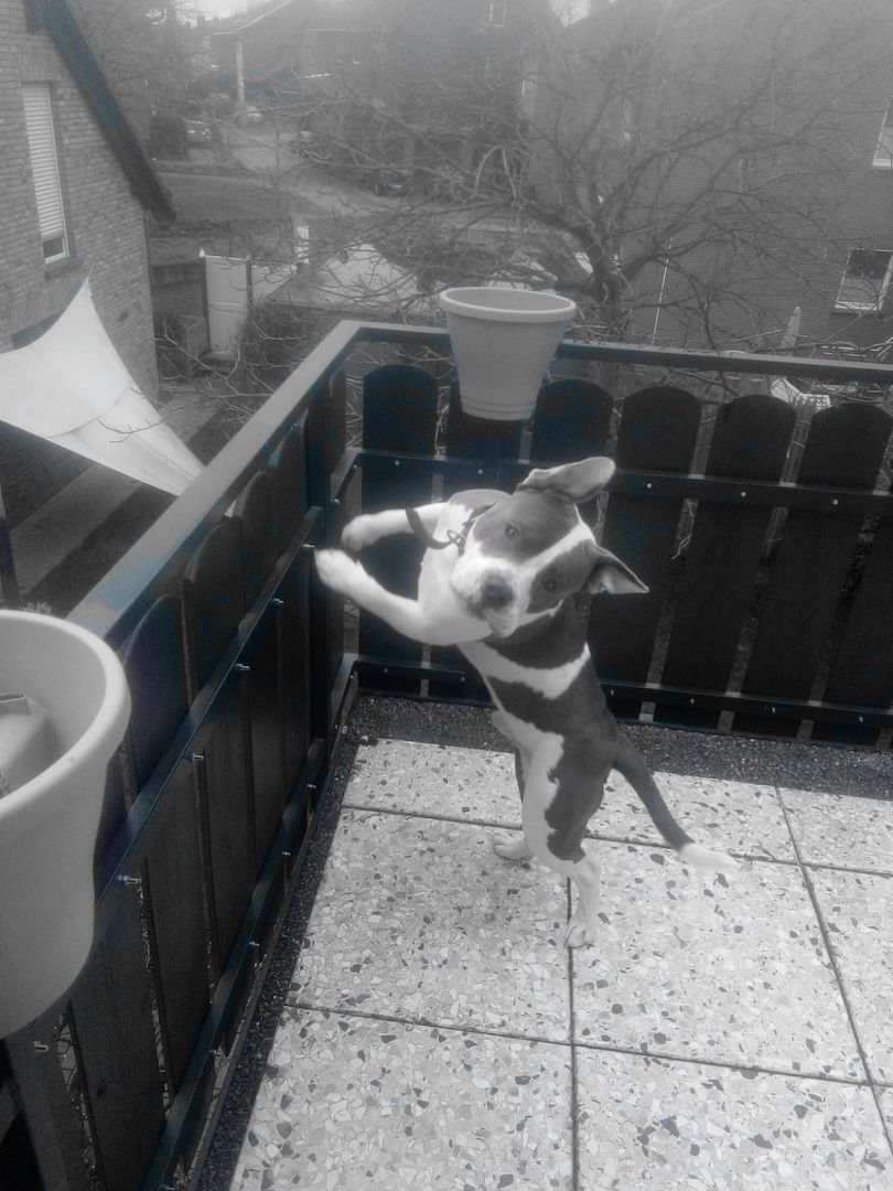 Mischlingsrüde Pacco 1,5 Jahre Mischlingsrüde Pacco 1,5 Jahre