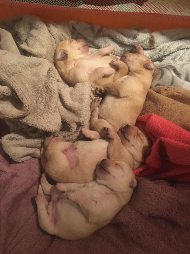 labrador welpen zu verkaufen