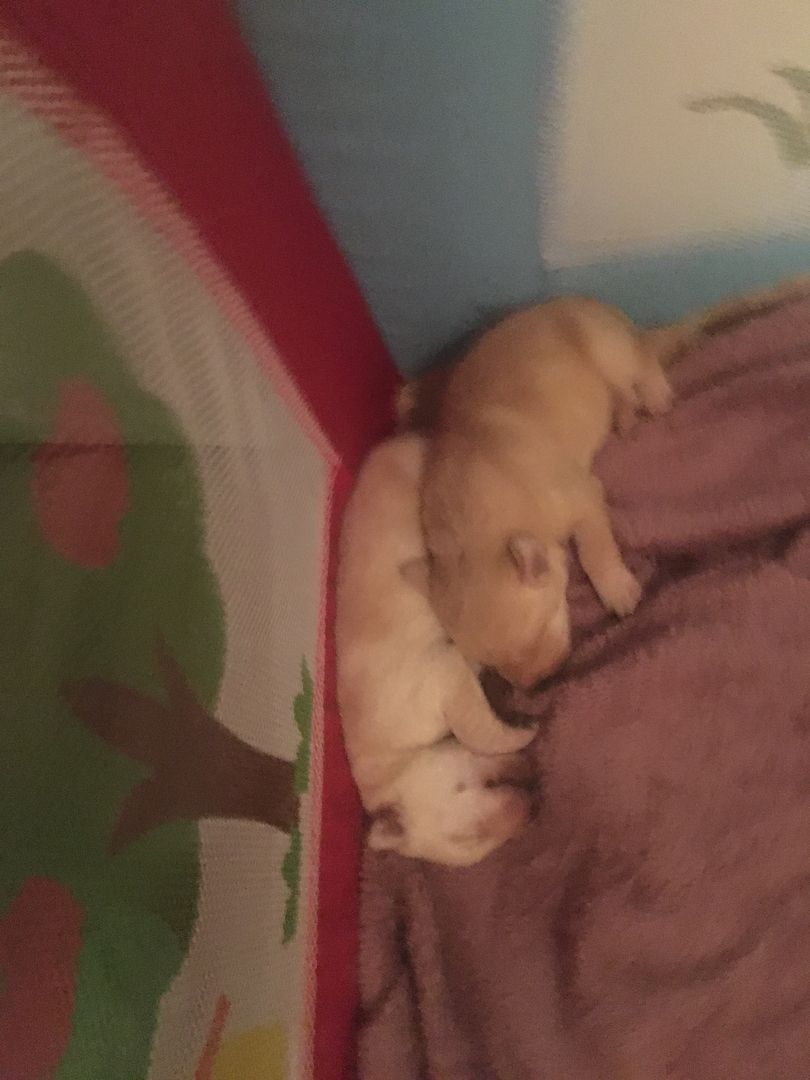 labrador welpen zu verkaufen