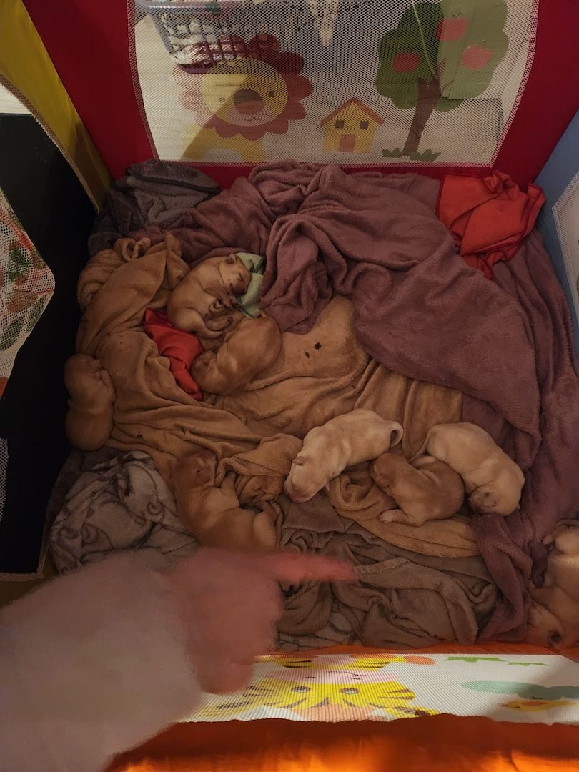 labrador welpen zu verkaufen