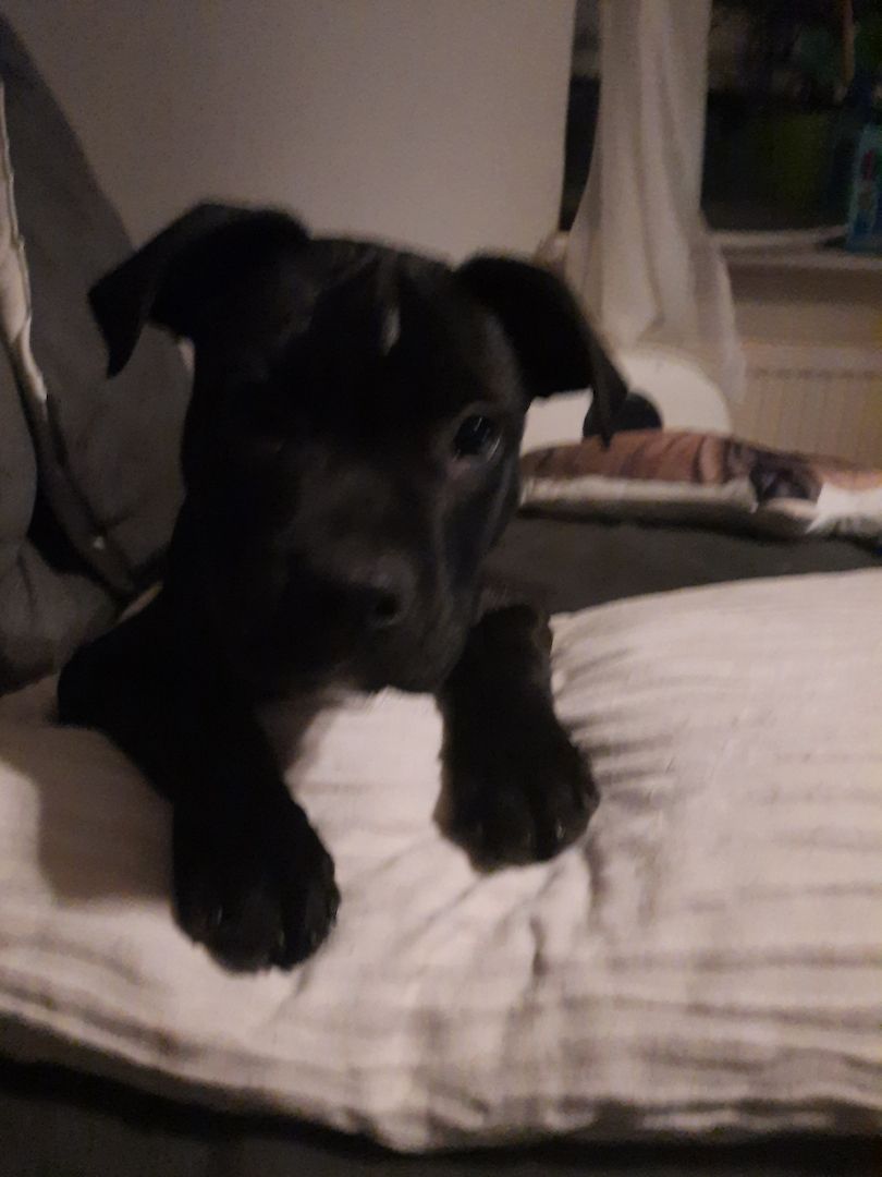 Welpe sucht zu Hause