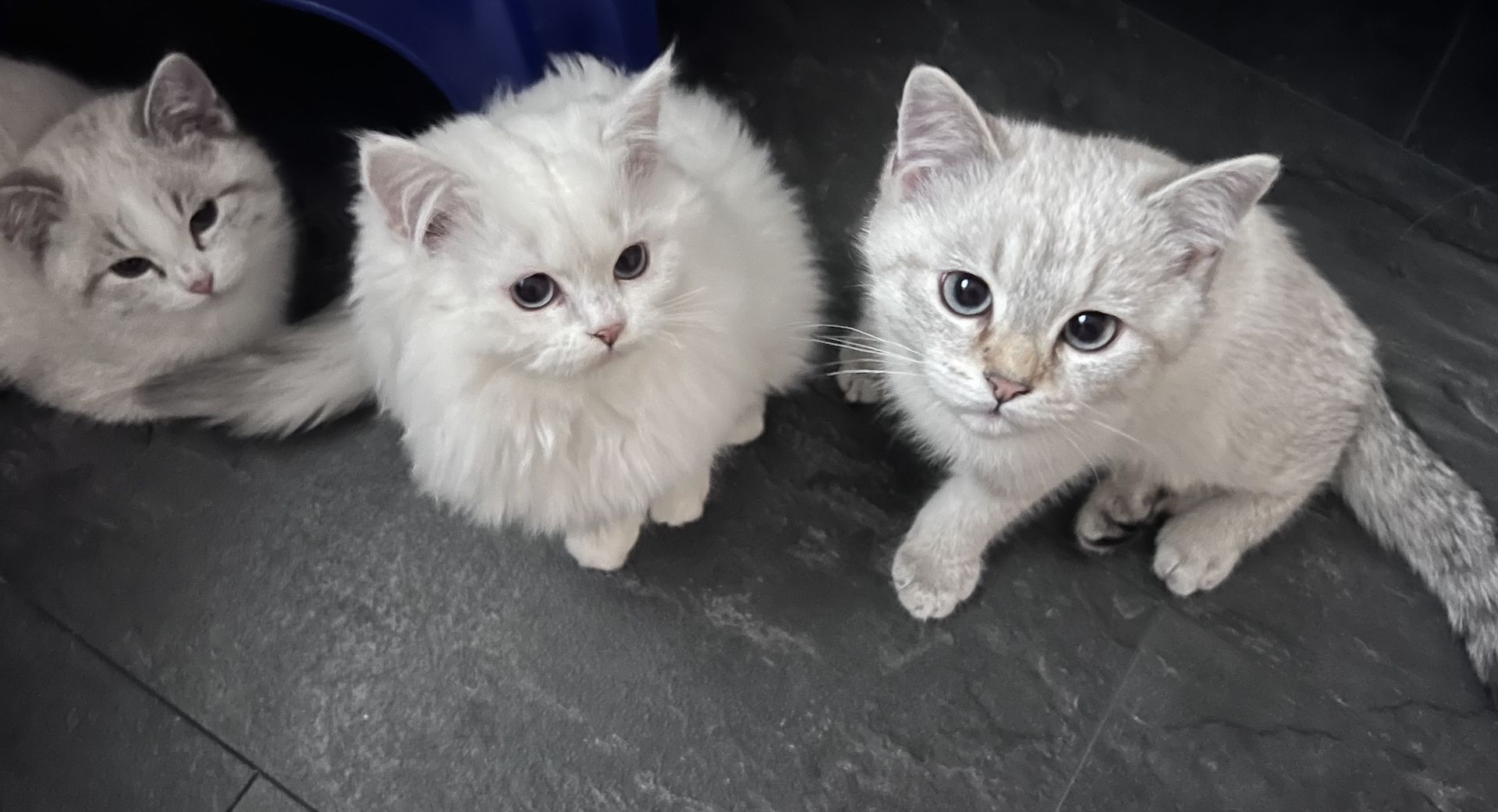 Bkh Ragdoll Kitten Abgabebereit