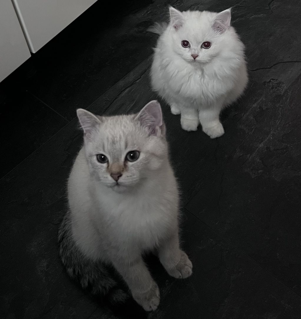 Bkh Ragdoll Kitten Abgabebereit