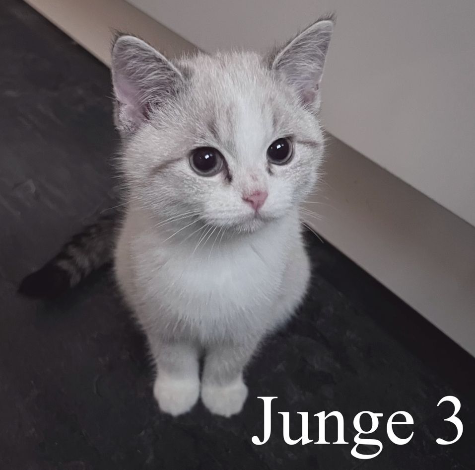 Bkh Ragdoll Kitten Abgabebereit