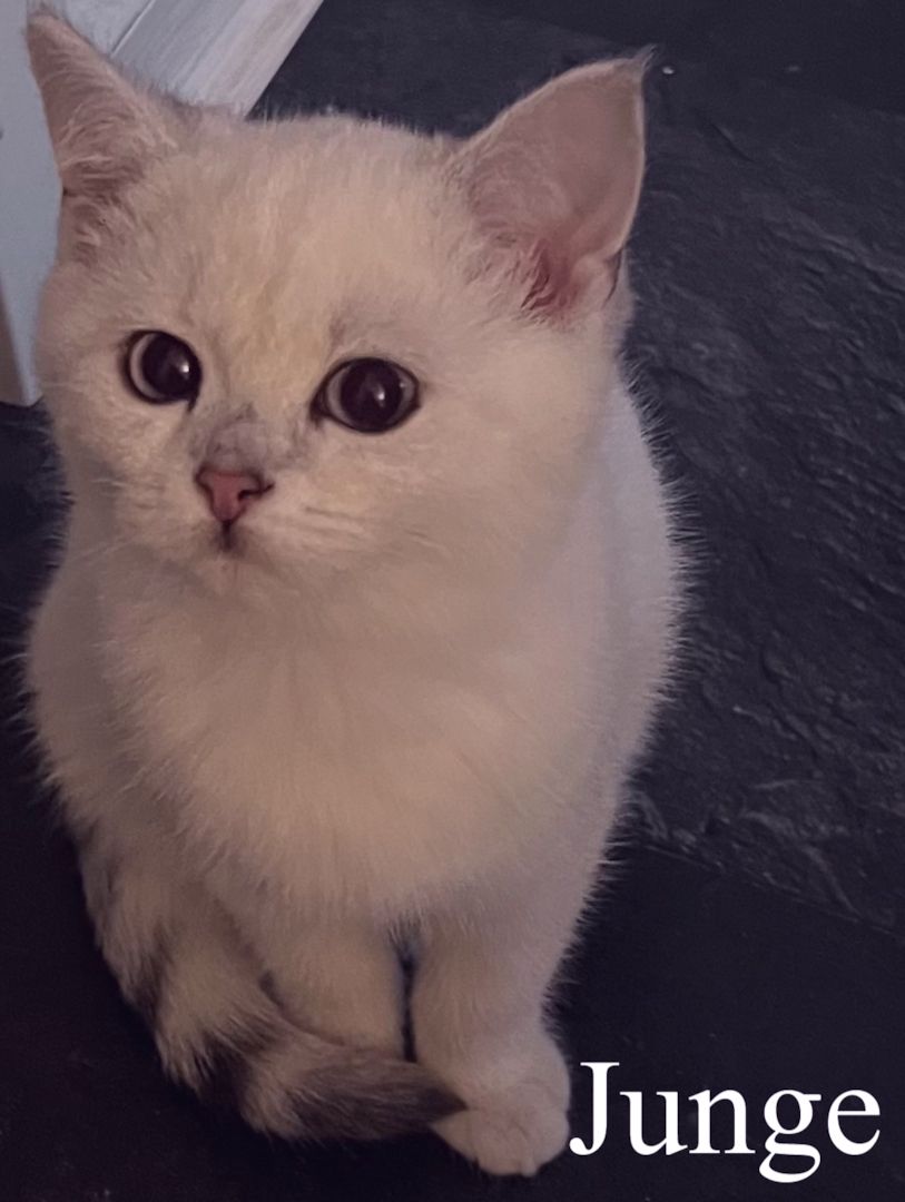 Bkh Ragdoll Kitten Abgabebereit