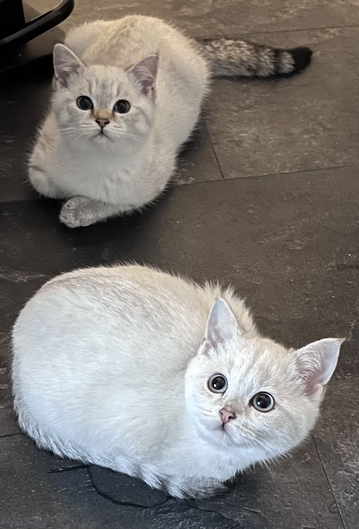 Bkh Ragdoll Kitten Abgabebereit