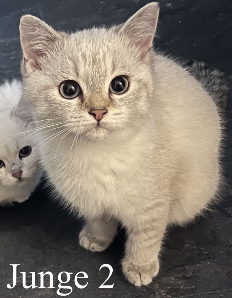 Bkh Ragdoll Kitten Abgabebereit