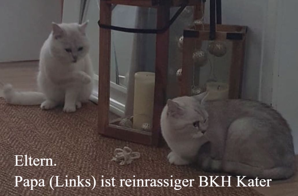 Bkh Ragdoll Kitten Abgabebereit