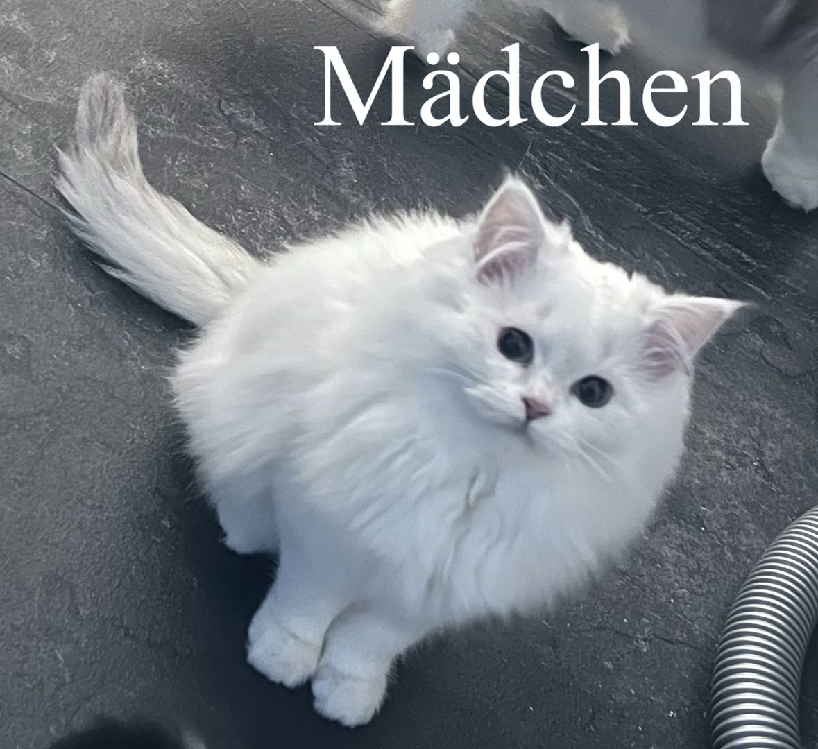 Bkh Ragdoll Kitten Abgabebereit